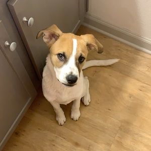 Meet your Posher, Hunter